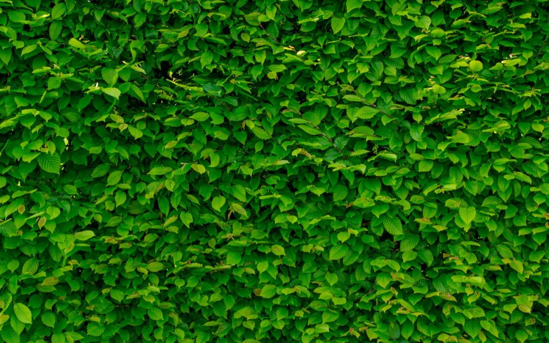How Vertical Gardens in Your Real Estate Can Appeal to Buyers